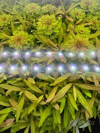 Talee piante acquario 6pz