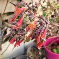 Pianta Kalanchoe daigremontiana