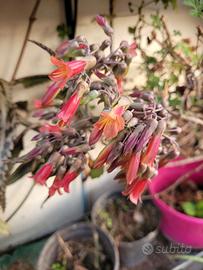 Pianta Kalanchoe daigremontiana