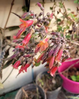 Pianta Kalanchoe daigremontiana