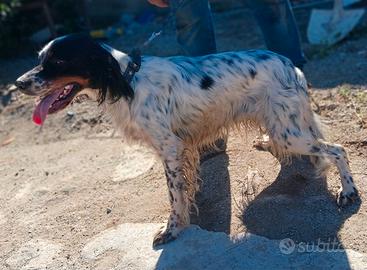 Setter inglese