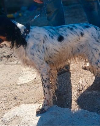 Setter inglese
