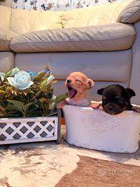 Chihuahua