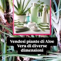 Aloe vera di diverse dimensioni