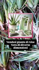 Aloe vera di diverse dimensioni