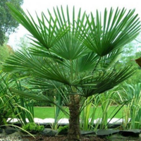 Palme resistenti al gelo (Chamaerops Excelsa)