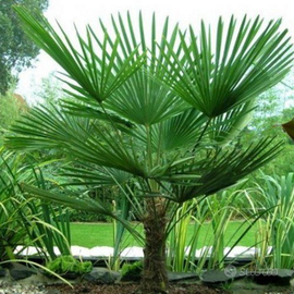 Palme resistenti al gelo (Chamaerops Excelsa)