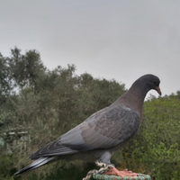 Piccioni addestrati volantini e cimbelli razza ros