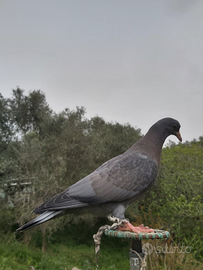 Piccioni addestrati volantini e cimbelli razza ros