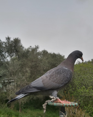 Piccioni addestrati volantini e cimbelli razza ros