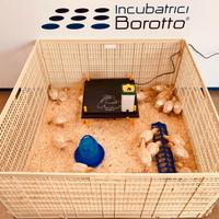 Recinto pulcinaia per svezzamento 40 pulcini 