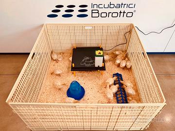 Recinto pulcinaia per svezzamento 40 pulcini 