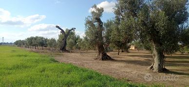 Terreno agricolo