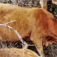 Mucca limousine iscritta al libro genialogico
