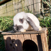 Coniglio ariete nano/ coniglietto nano