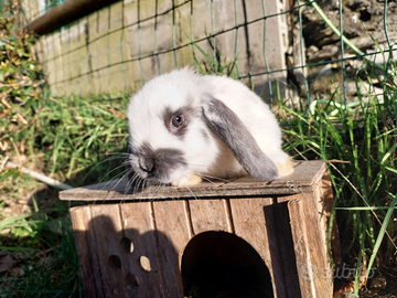 Coniglio ariete nano/ coniglietto nano