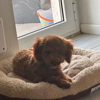 Cucciolo di barboncino toy maschio