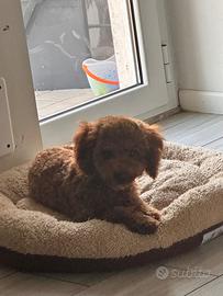 Cucciolo di barboncino toy maschio