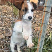 Jack Russell terrier