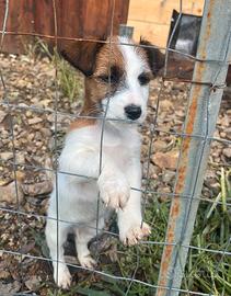 Jack Russell terrier