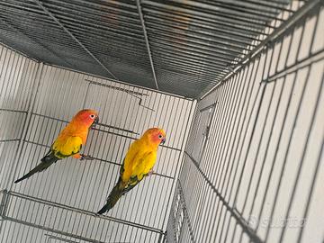 coppia conuro del sole riproduttiva 
