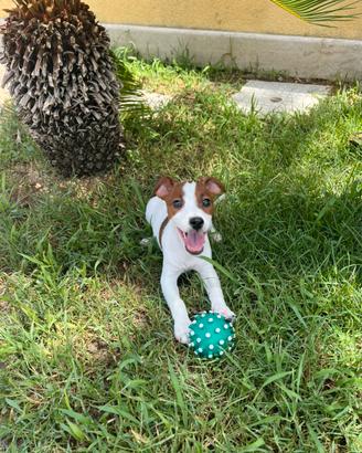 Jack russell