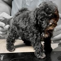 Cuccioli di barboncino Toy
