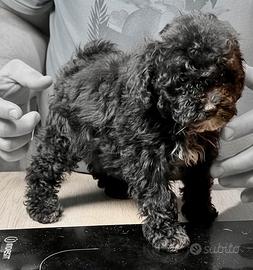 Cuccioli di barboncino Toy