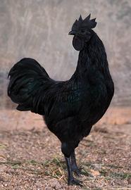 galli Cemani 3 elementi