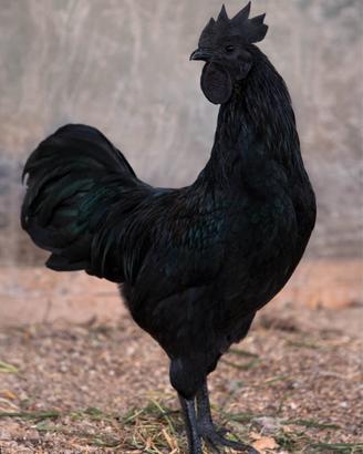 galli Cemani 3 elementi