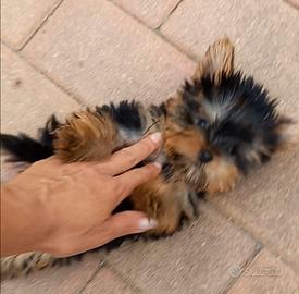 Yorkshire cuccioli mini Toy
