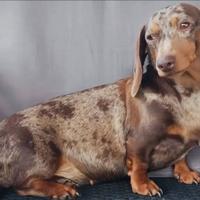 Bassotto nano femmina adulta Arlecchino