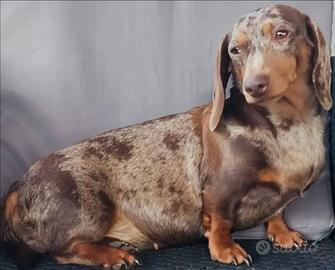 Bassotto nano femmina adulta Arlecchino