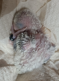 Pulli di pappagalli inseparabile