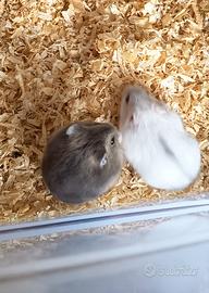 Criceto siberiano