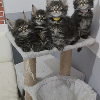Maine coon kitten