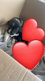 Cavalier king e barboncino Toy per m