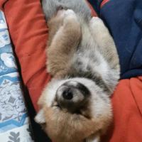 Shiba originale con pedigree senza imitazioni