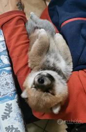 Shiba originale con pedigree senza imitazioni