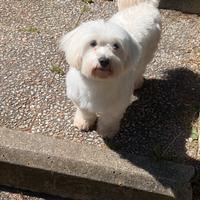 Maltese femmina per accoppiamento