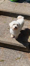 Maltese femmina per accoppiamento