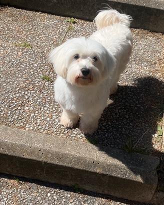 Maltese femmina per accoppiamento