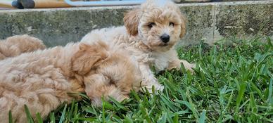 Barboncino Yorkshire & Maltipoo