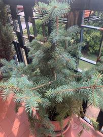 Picea punges Abete azzurro