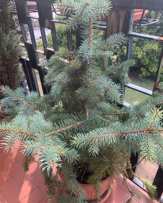 Picea punges Abete azzurro