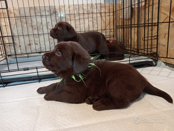 Cuccioli di Labrador Chocolate con pedigree