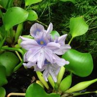 Piante madri di Giacinto Acquatico per laghetto 