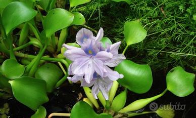 Piante madri di Giacinto Acquatico per laghetto 