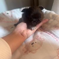 Chihuahua maschio