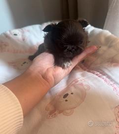 Chihuahua maschio